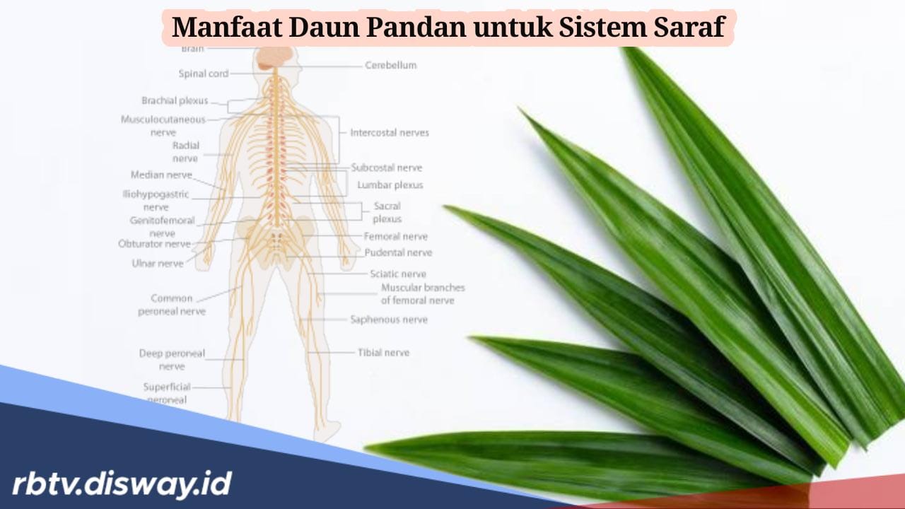 Daun Pandan Bisa Tenangkan Sistem Saraf, Benarkah? Begini Cara Pengolahannya 