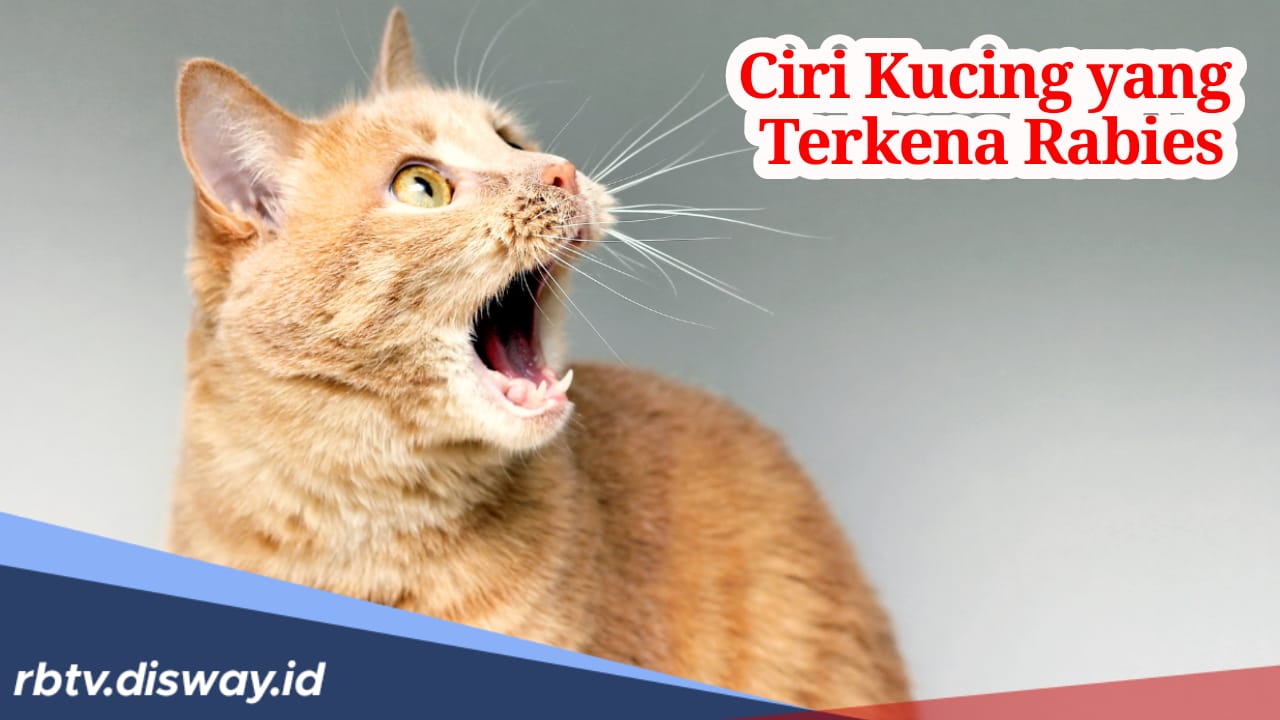 Waspada Kucing Rabies, Kenali 3 Ciri dan Cara Mengobatinya