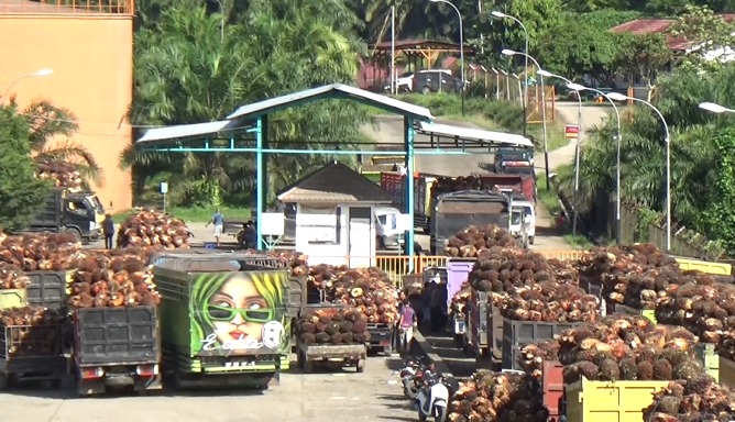 Harga TBS di Mukomuko Periode Awal Agustus Menguat, Ini Rincian Harganya 