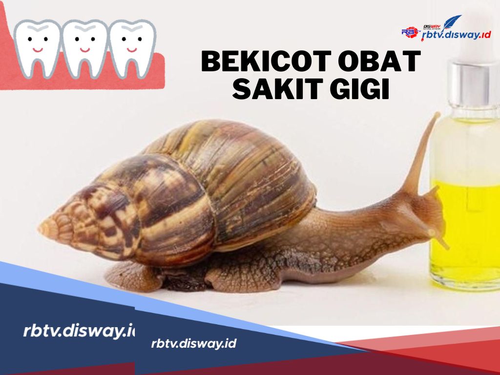 Siapa Sangka? Bekicot Ternyata Ampuh Mengobati Sakit Gigi dan Masalah Kesehatan Mulut Lainnya