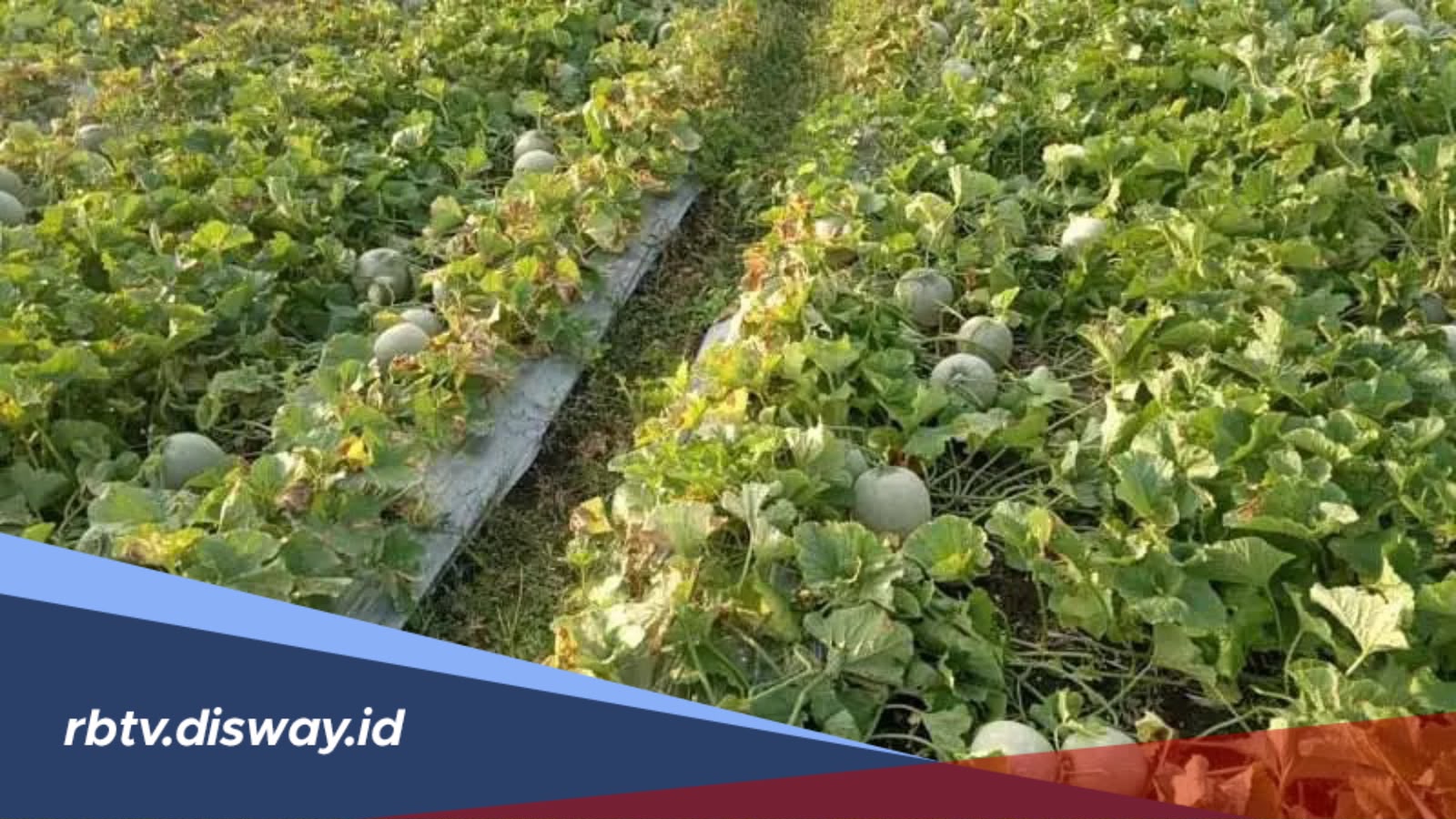 Panduan Pemupukan dan Perawatan Tanaman Melon agar Panen Maksimal