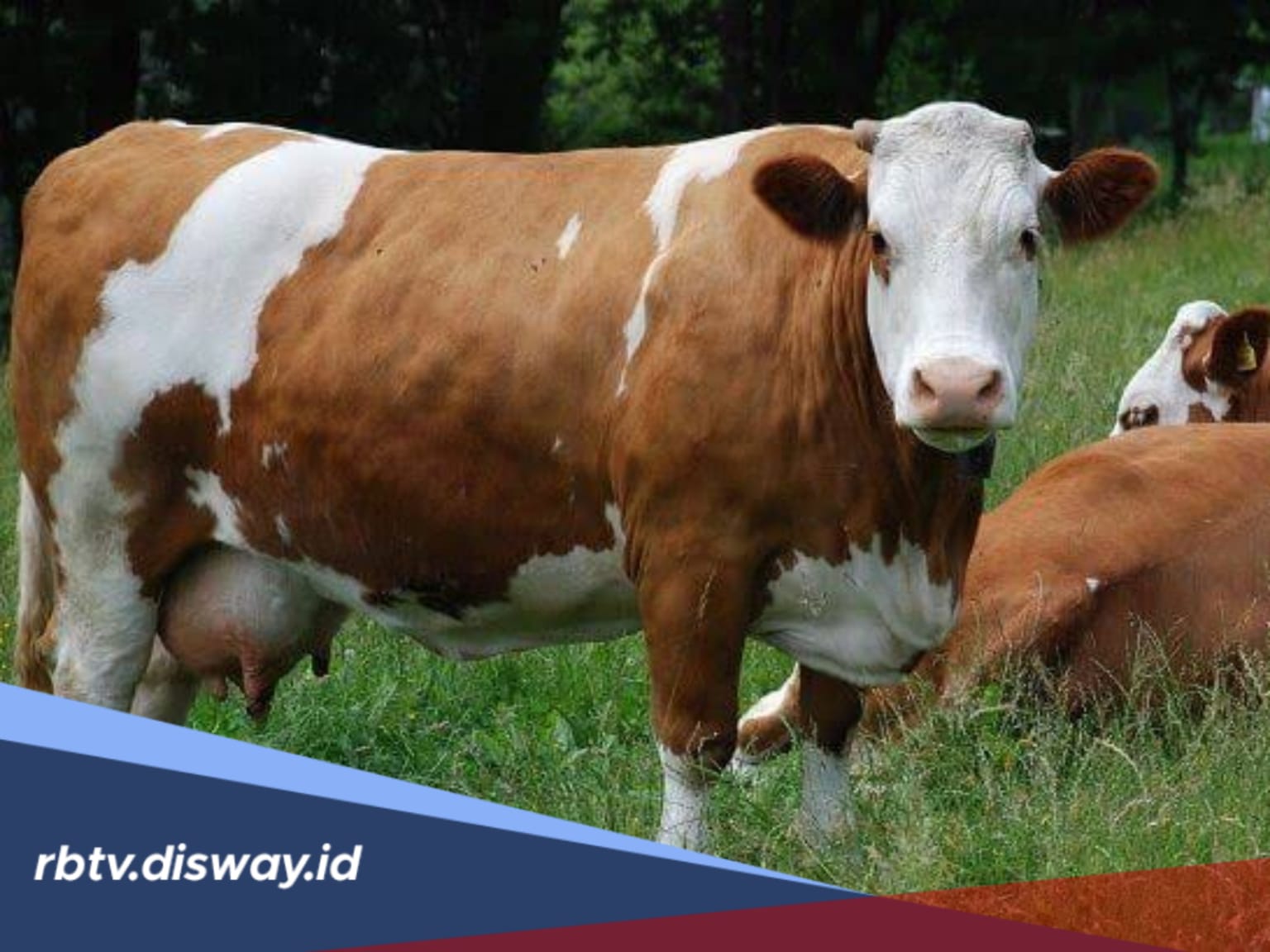 Jangan Tunggu Sapi Lemas, Kenali Gejala Penyakit Jembrana