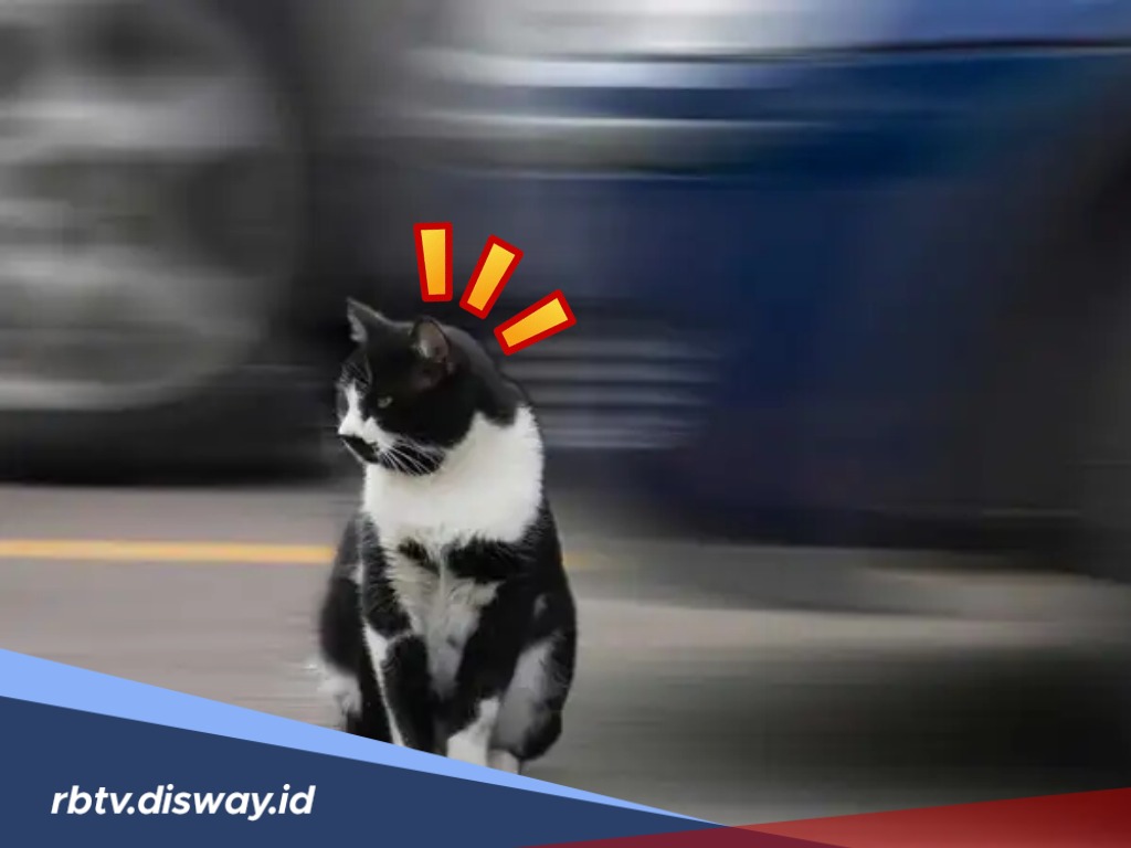Mitos Dibalik Menabrak Kucing di Jalan, Membawa Pesan Baik atau Malah Pertanda Sial akan Datang?