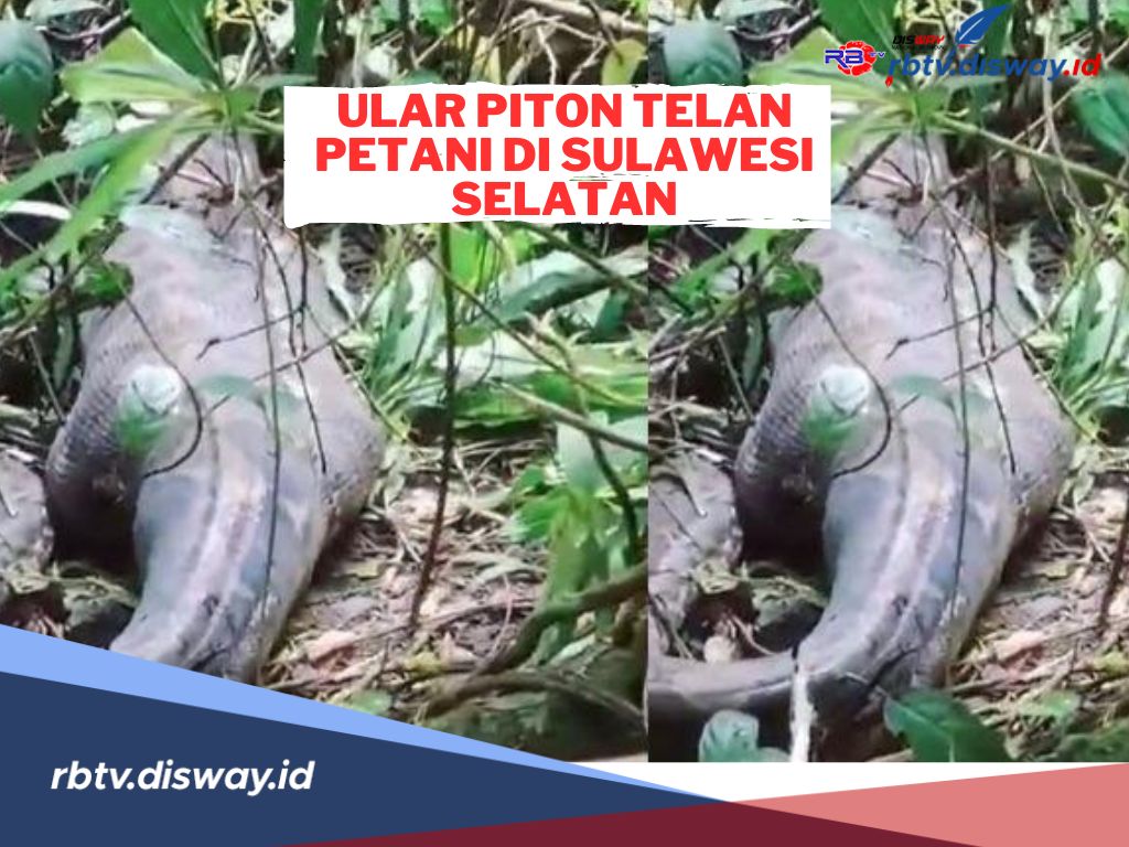 Ditunggu Tak Kunjung Pulang, Ternyata Petani Wanita Ini Ditelan Ular Piton, Begini Kronologinya