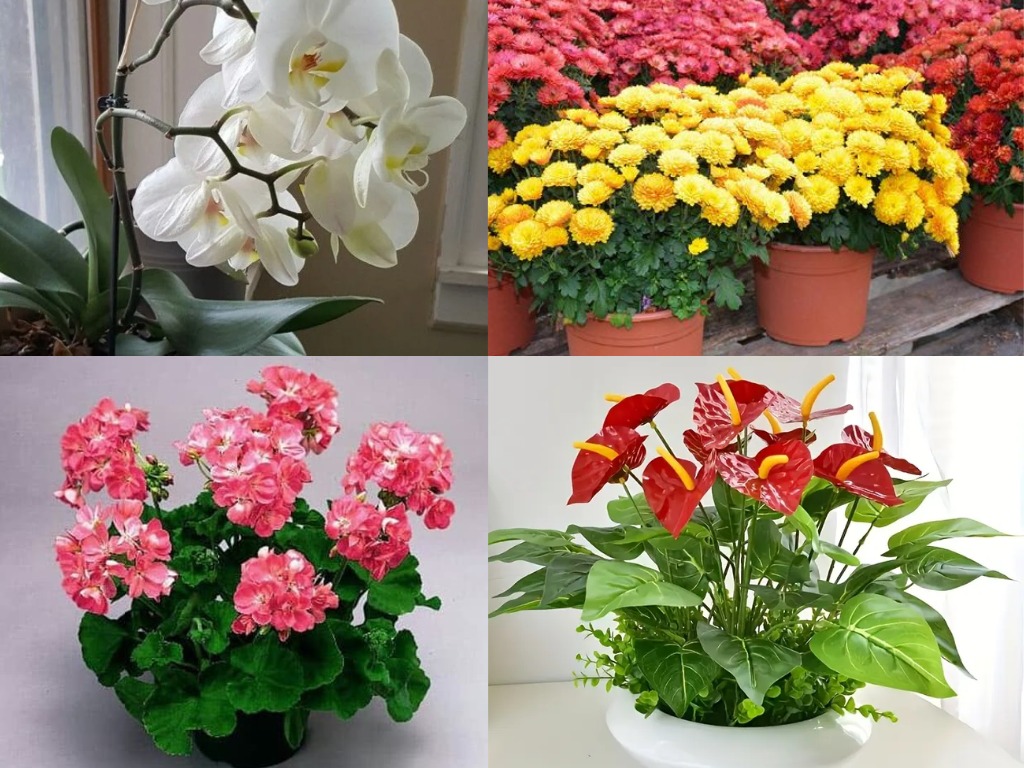 5 Tanaman Hias yang Memiliki Kelopak Bunga Indah Cocok untuk Sudut Ruang Tamu