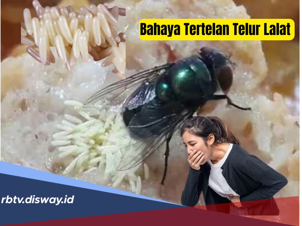 Hati-hati! Ini 5 Bahaya jika Tertelan Telur Lalat Bagi Kesehatan