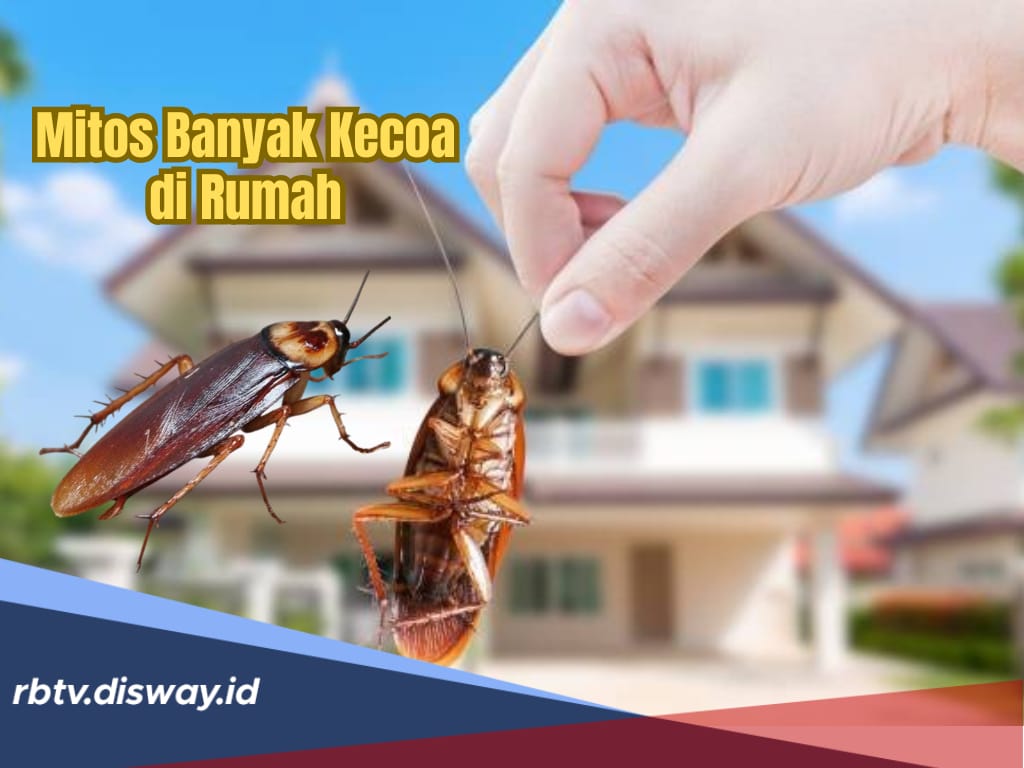 Banyak yang Bertanya, Mitos Rumah Bersih namun Banyak Kecoa Jadi Pertanda Apa?