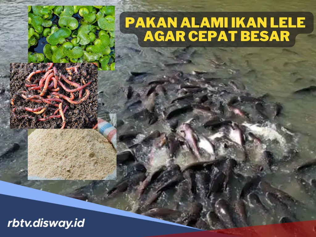 10 Jenis Pakan Alami yang Digunakan Agar Sukses Budidaya Ikan Lele 
