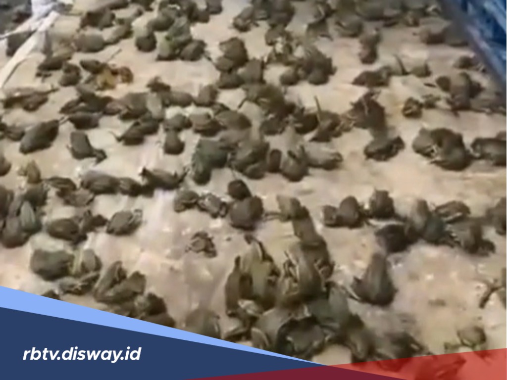 Ini Fakta Menarik tentang Hujan Katak di Brazil, Erat Kaitannya dengan Hal Mistis?