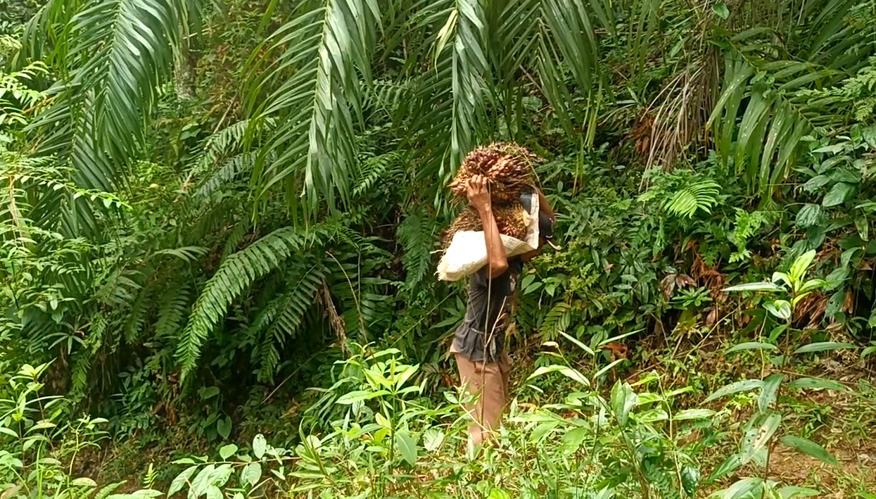 Peluang Emas! Ikuti Program Beasiswa Anak Petani Sawit, Tersedia 4.000 Kuota Pendaftaran