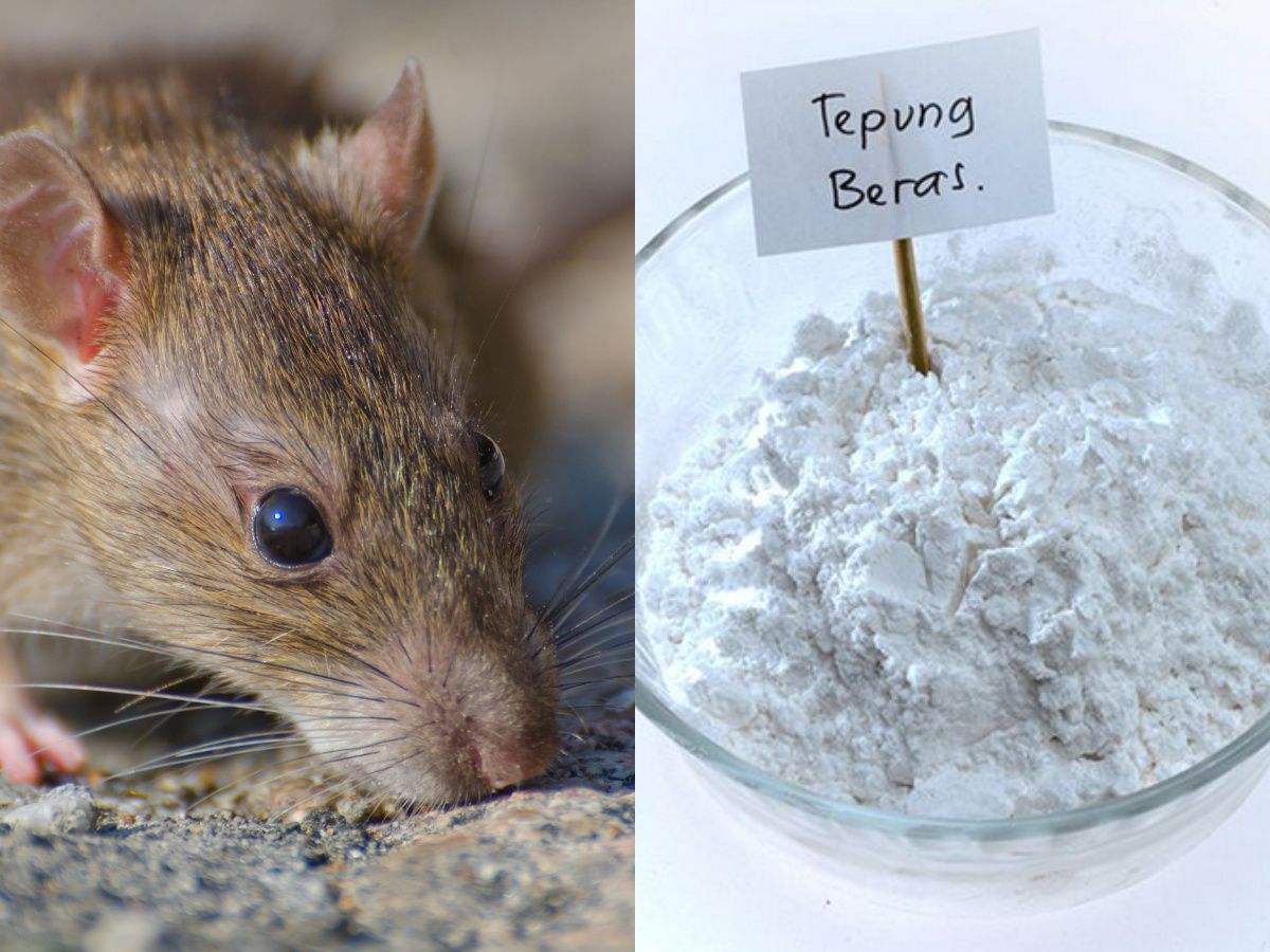 Begini Cara Bikin Sendiri Racun Tikus, Bahannya Beras, Kacang Tanah dan Obat Nyamuk