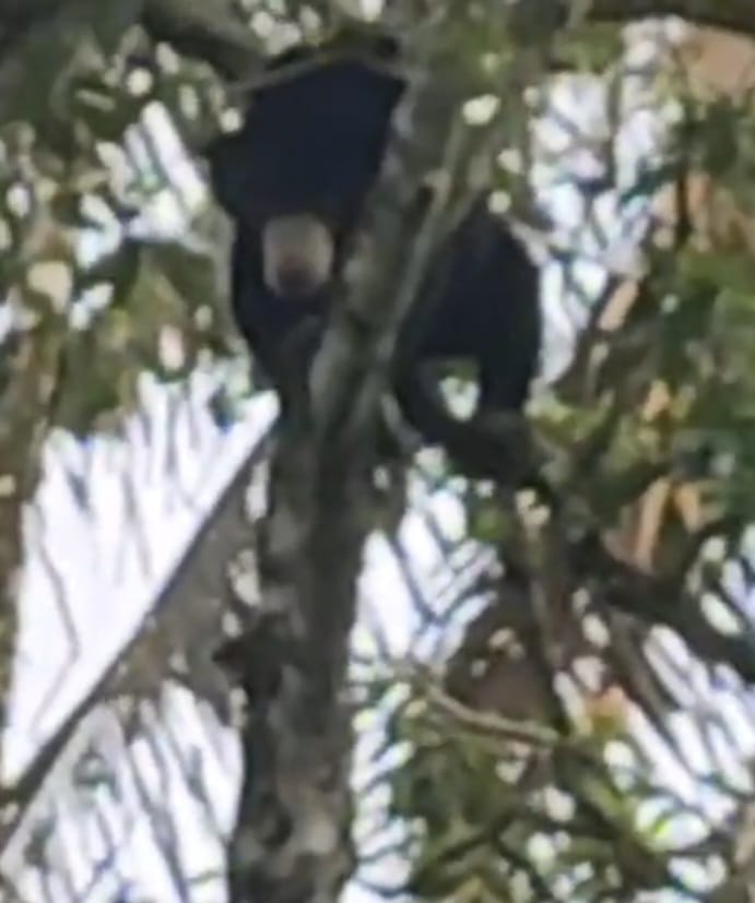 Warga Suro Bali Kepahiang Heboh, Ada Beruang Masuk Kebun Warga