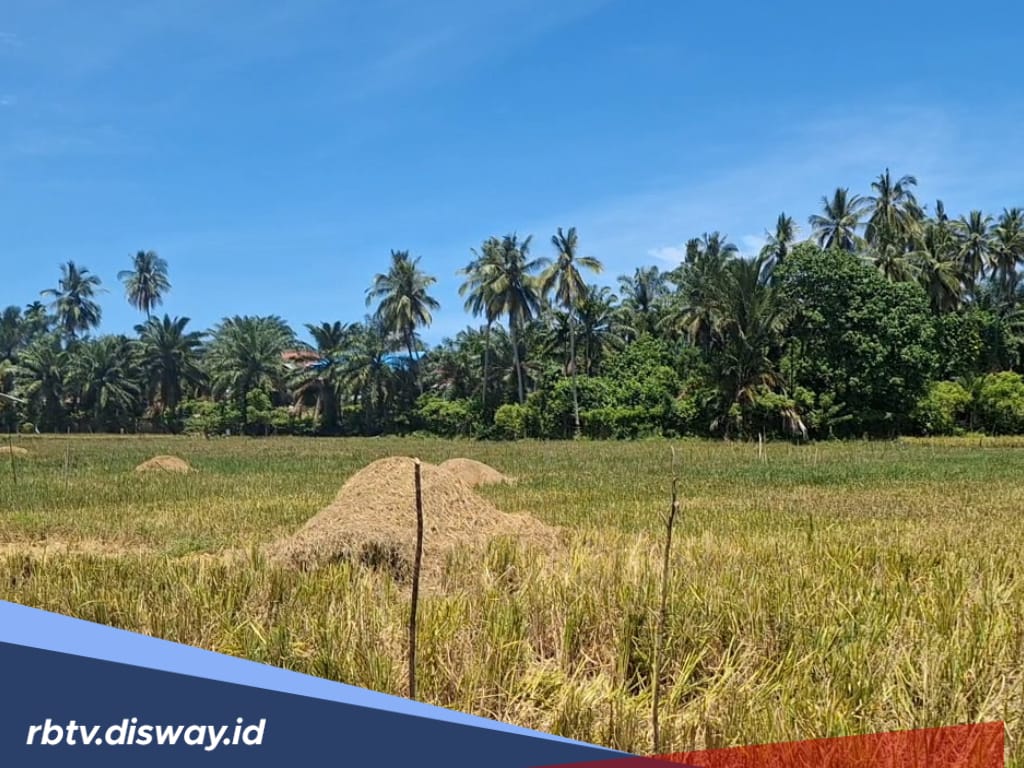Pembelian Gabah di Bawah HPP, Kapolres Mukomuko Minta Petani Melapor