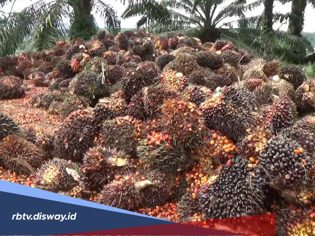 Sudah Disepakati, Cek Harga TBS Kelapa Sawit di Bengkulu untuk Periode Juni 2025