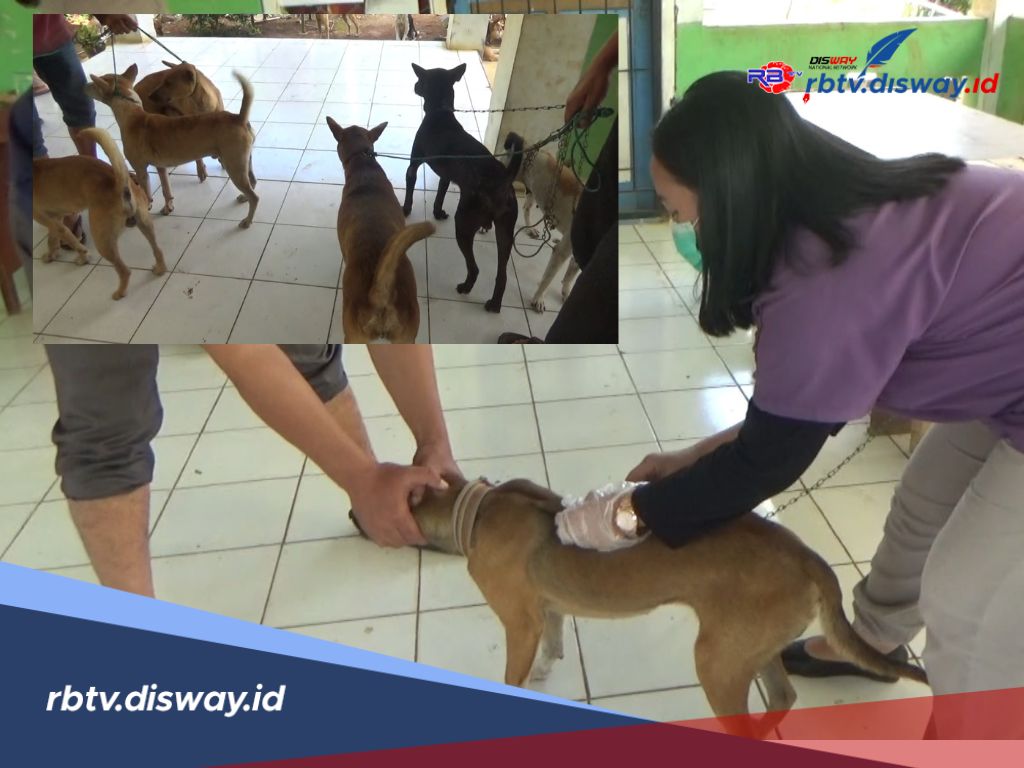 Waspada Gigitan Anjing, Data Disperkan Lebong Populasi HPR Naik dan Ada 69 Kasus Rabies