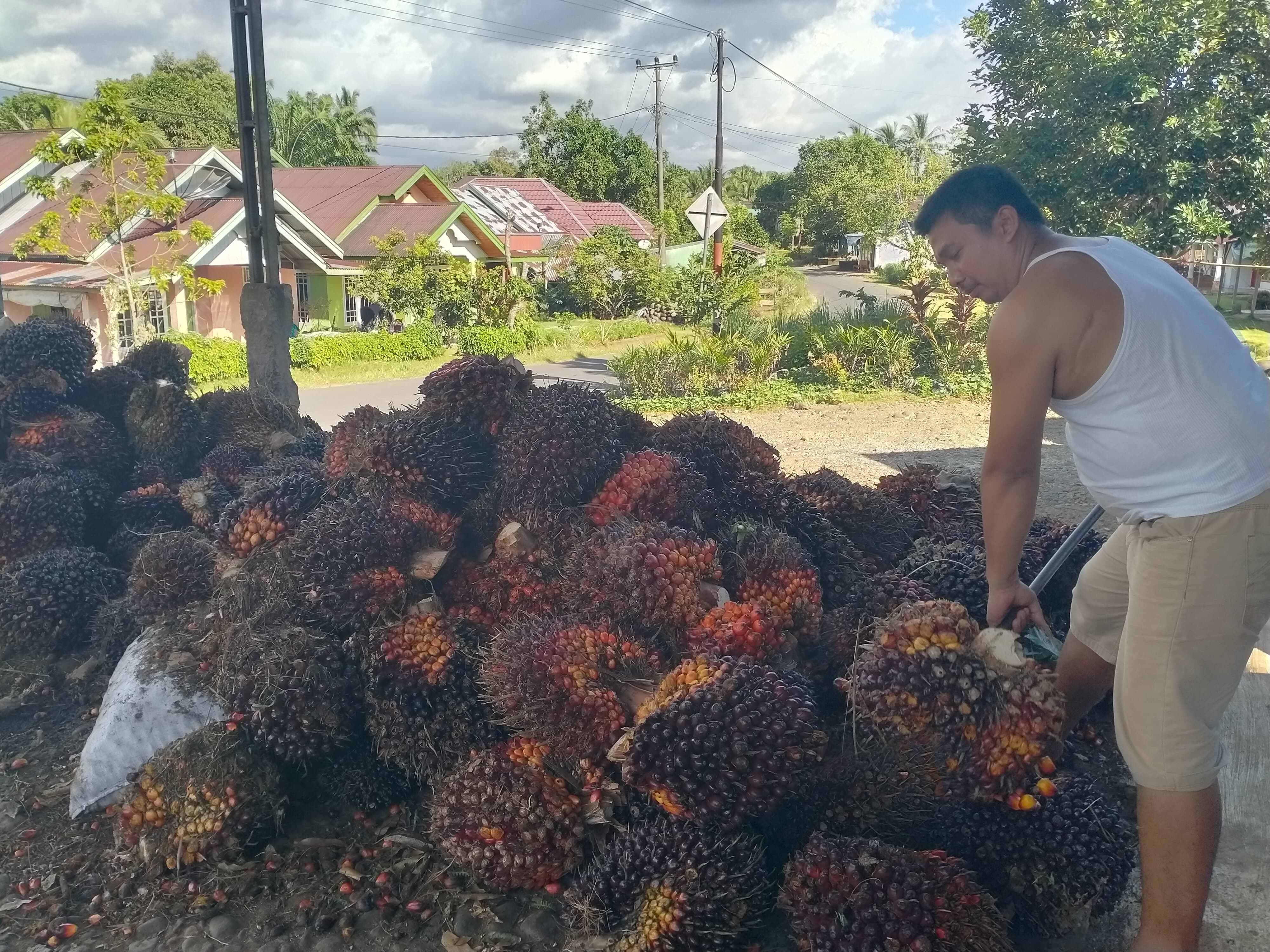 Update Harga TBS di 7 Pabrik Kelapa Sawit Bengkulu Utara Hari Ini 3 Januari 2025