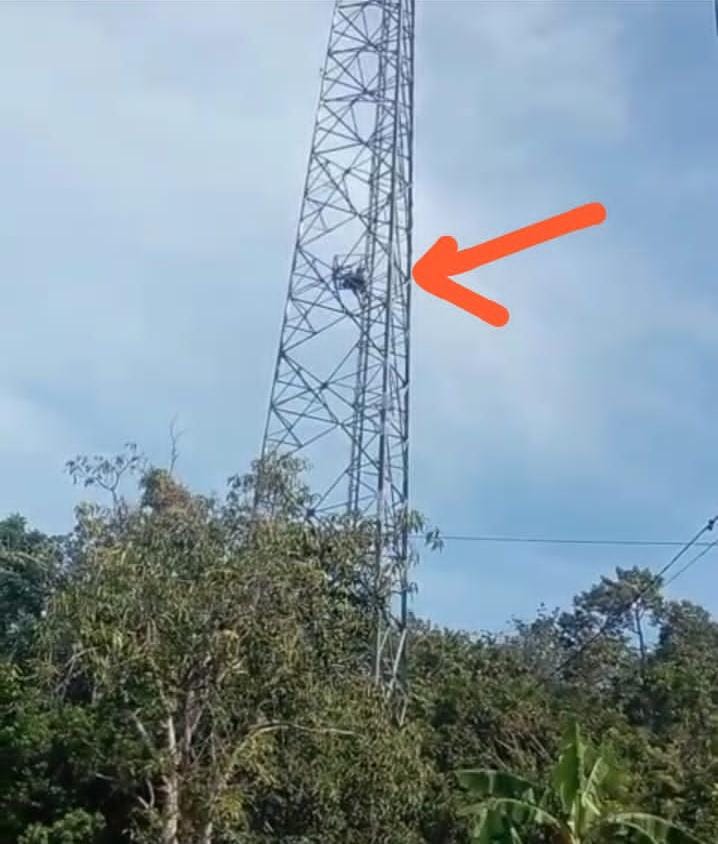 Bengkulu Utara Heboh, Pria Ini Panjat Tower, Diduga Ingin Bundir
