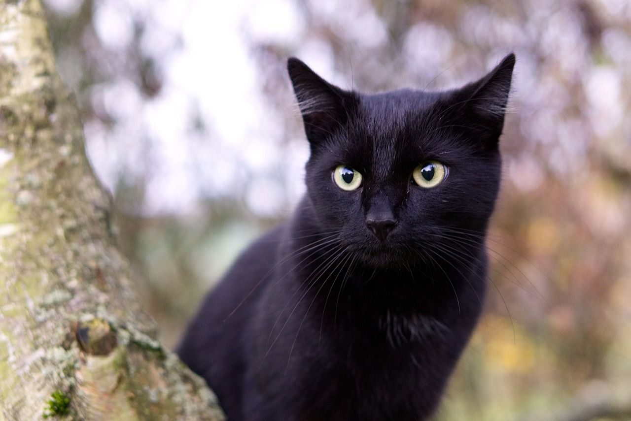 Mitos 5 Hewan Pembawa Sial, Ada Kucing hingga Burung, Anda Percaya?