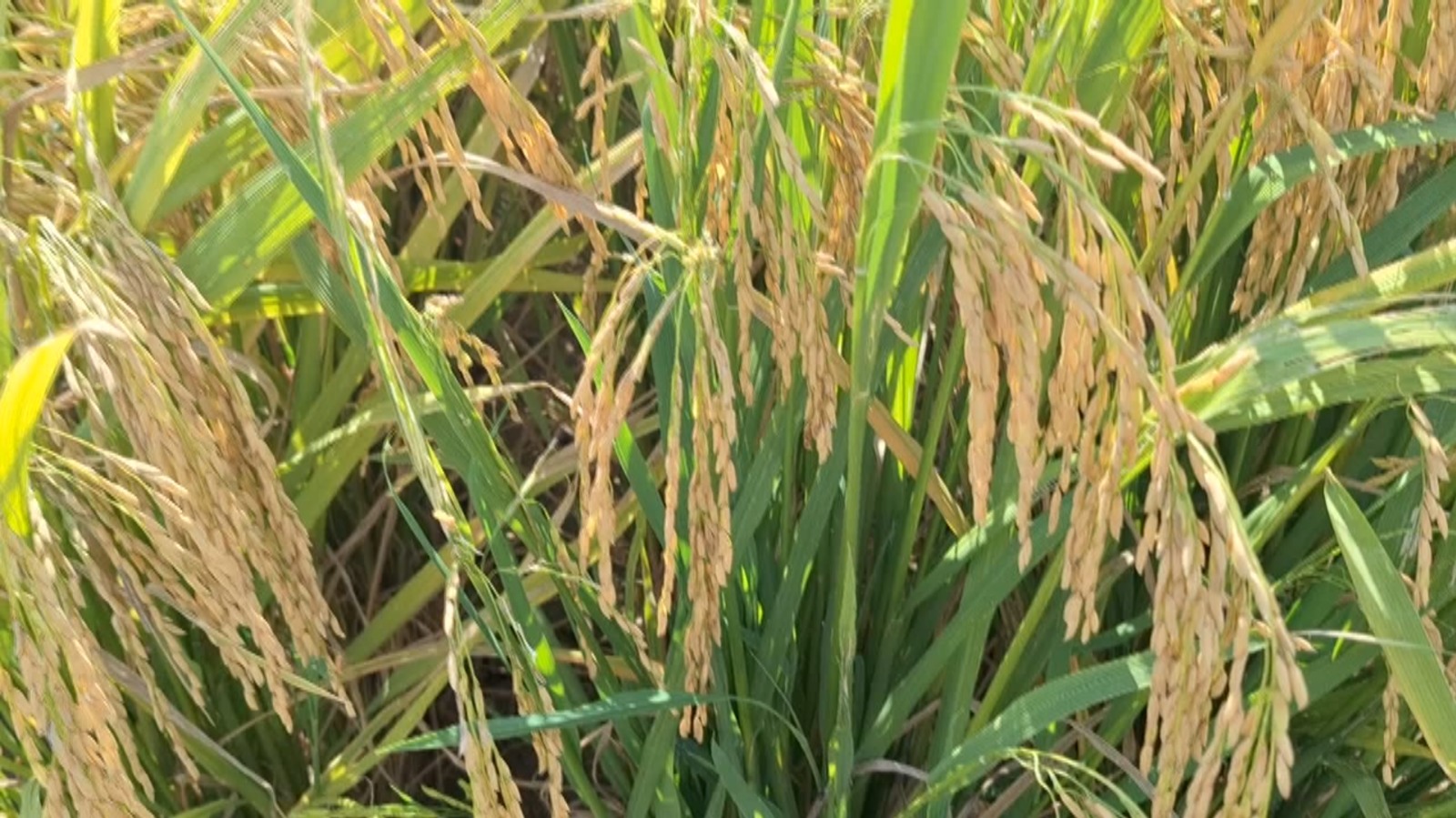 Akhir Juli 2025, Distan Mukomuko Target Tanam Padi Gogo di Lahan 50 Hektare