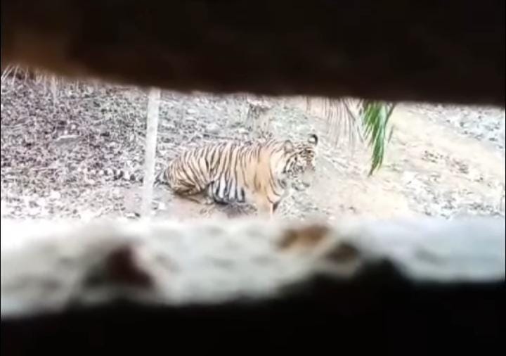 Harimau Sumatera Masuk Kebun dan Nongkrong Depan Pondok, Pemilik Kebun Terdiam Kaku 