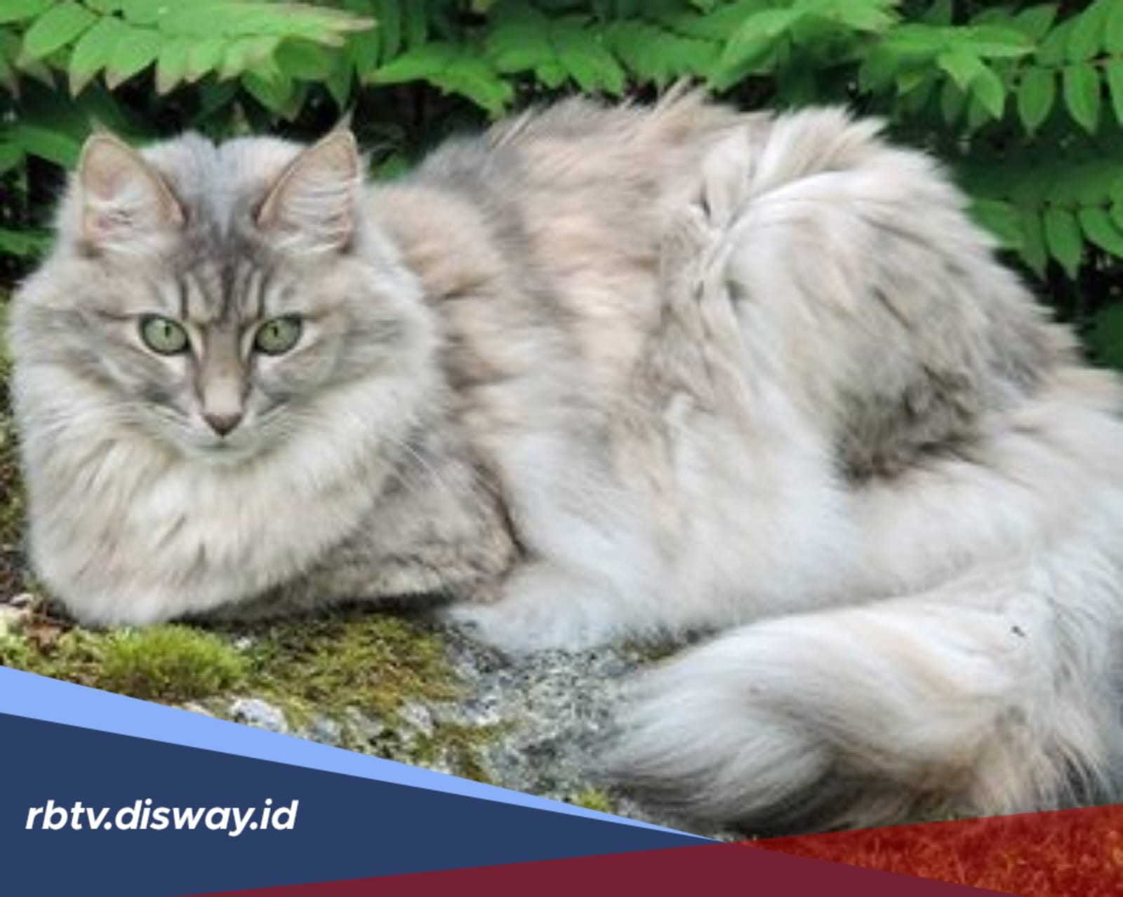 Biar Gak Bingung, Ini Cara Merawat Kucing Anggora agar Tumbuh Sehat dan Makin Menawan 