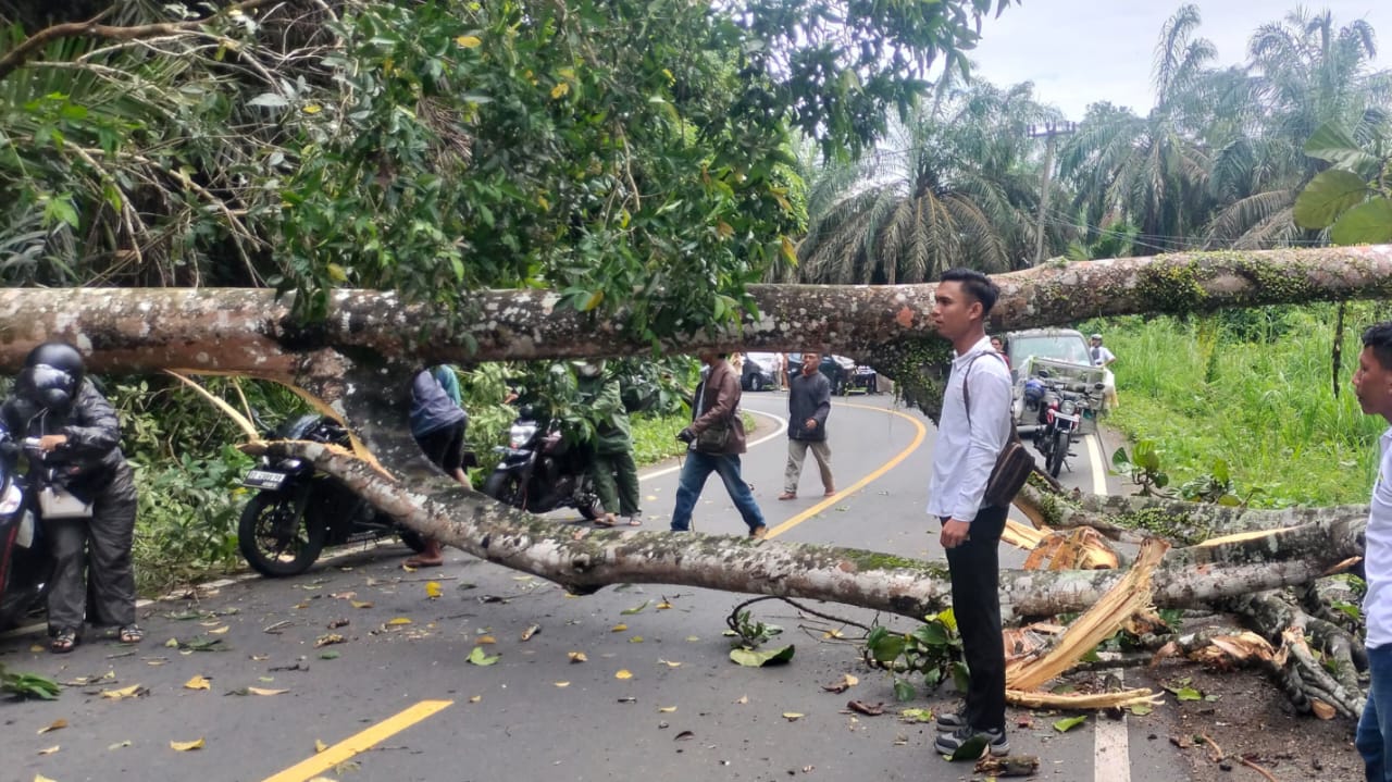 Pohon Terap Tumbang Diterpa Angin, Jalan Lintas Barat Sumatera Macet