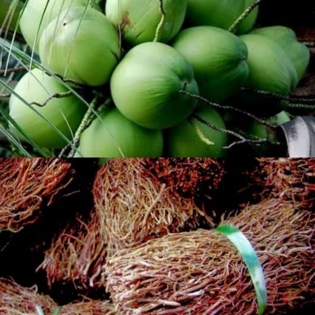 Manfaat Rutin Mengonsumsi Air Kelapa Muda dan Khasiat Akar Kelapa untuk Kaum Pria 