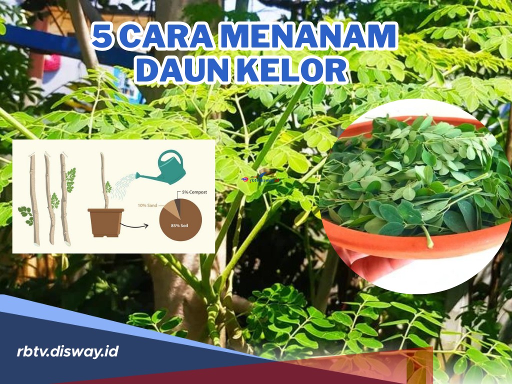 5 Cara Menanam Daun Kelor Mulai dari Persiapan hingga Panen, Mudah dan Banyak Manfaat