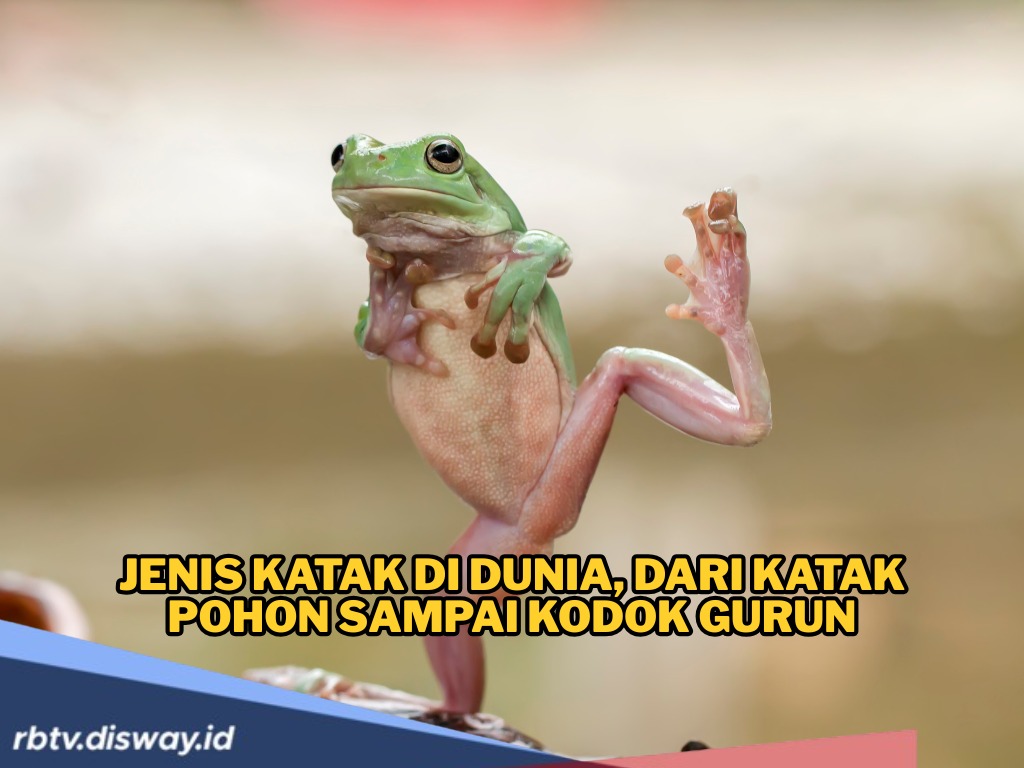 Brazil Dihujani Katak, Ternyata Ada 7.600 Spesies Katak di Dunia, Jumlahnya Terus Bertambah