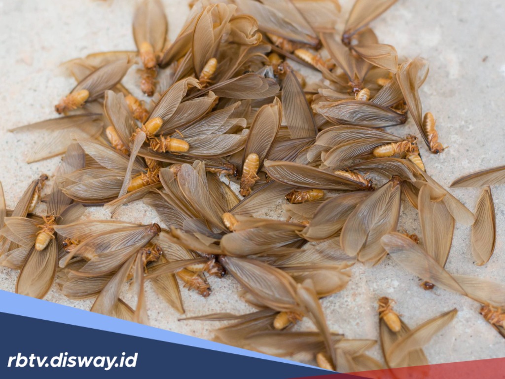 2 Pertanda Saat Musim Laron di Rumah dan 11 Cara Mengusir Laron