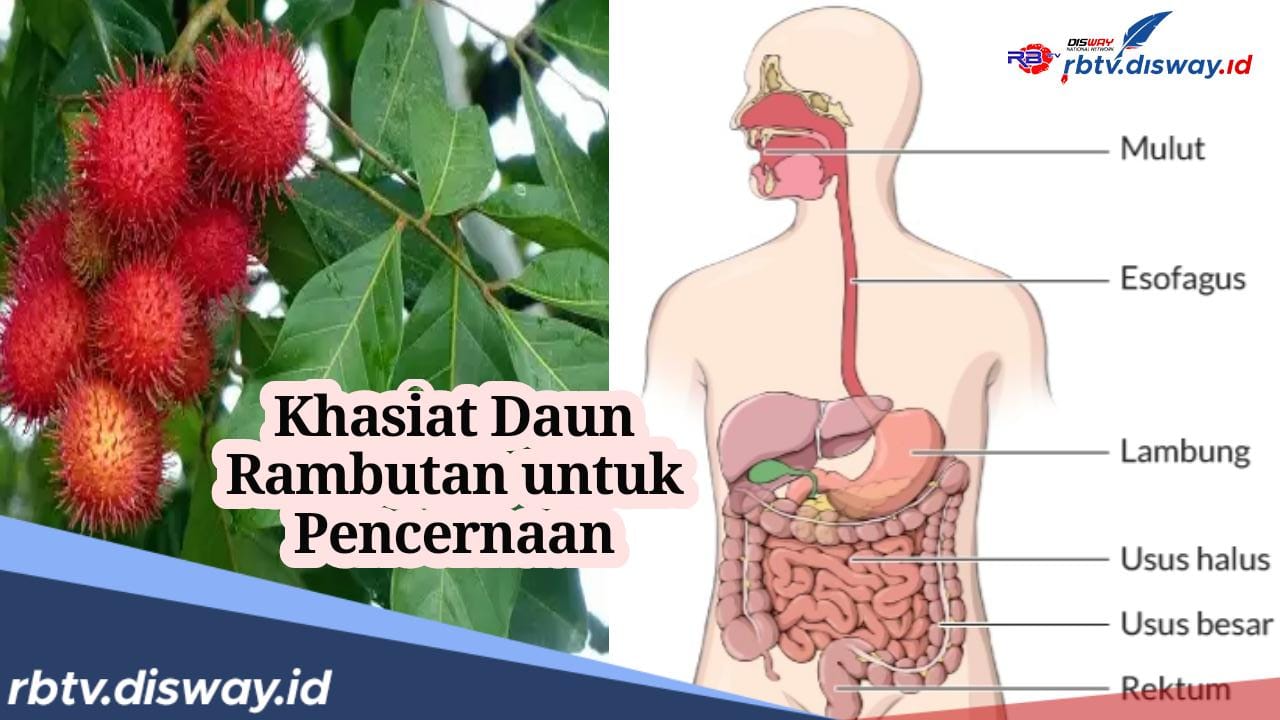 Ini Khasiat Daun Rambutan untuk Pencernaan dan Cara Pengolahannya Atasi Sembelit