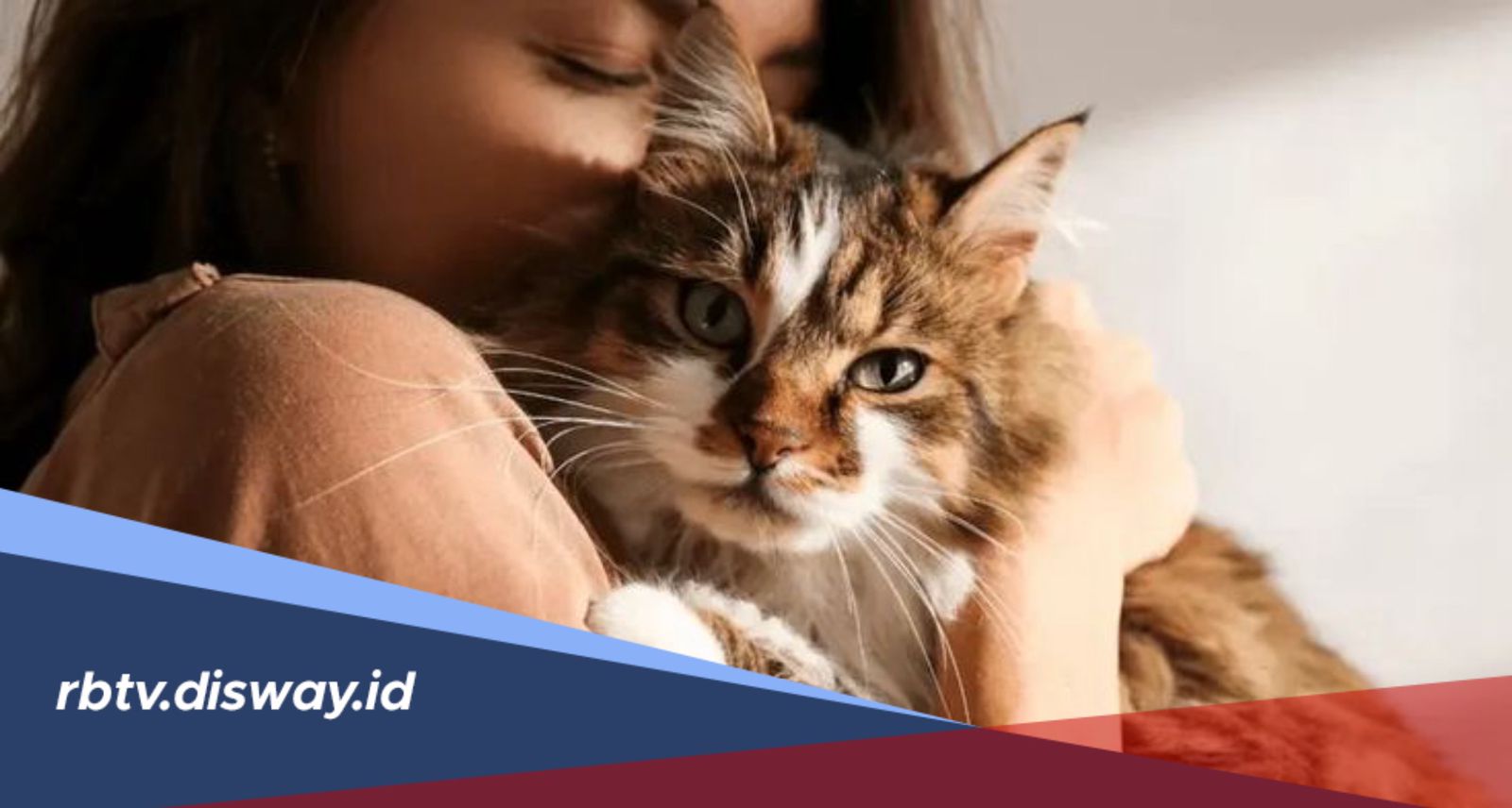 Mitos Memelihara Kucing saat Hamil, Benarkah Berbahaya?