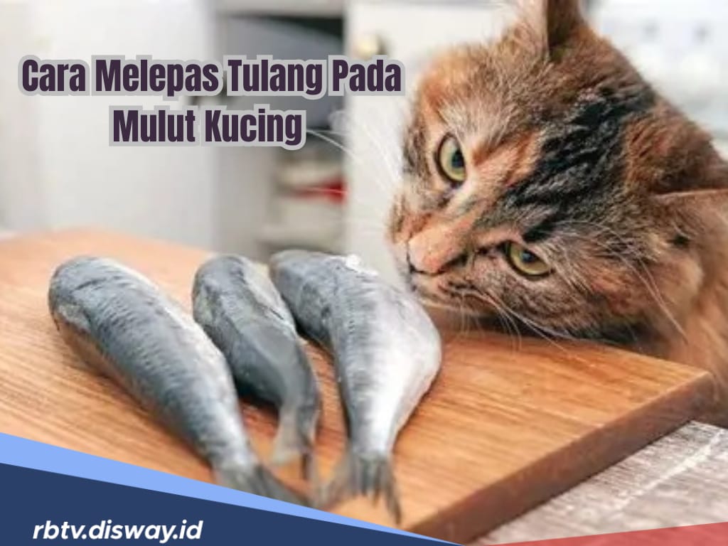 Jangan Panik Dulu, Begini Cara Atasi Kucing Ketulangan, Pasti Berhasil 