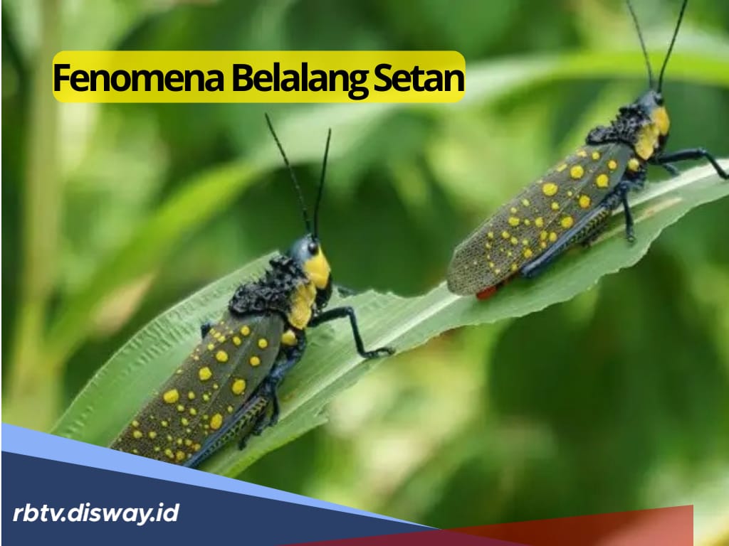 Fenomena dan Fakta Tentang Belalang Setan dan 10 Jenis Belalang Beracun yang Wajib Diwaspadai