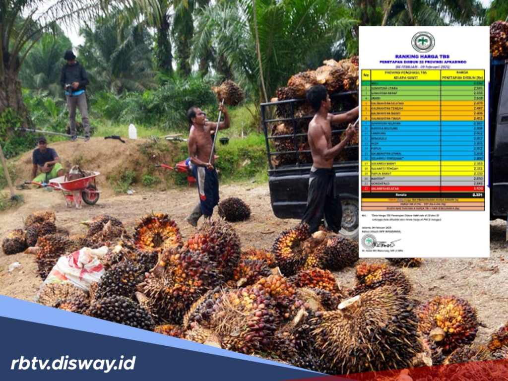 TBS Usia 9 Tahun Naik Rp 23,84 Per Kilogram di Riau, Berikut Daftar Harga Berdasarkan Usia