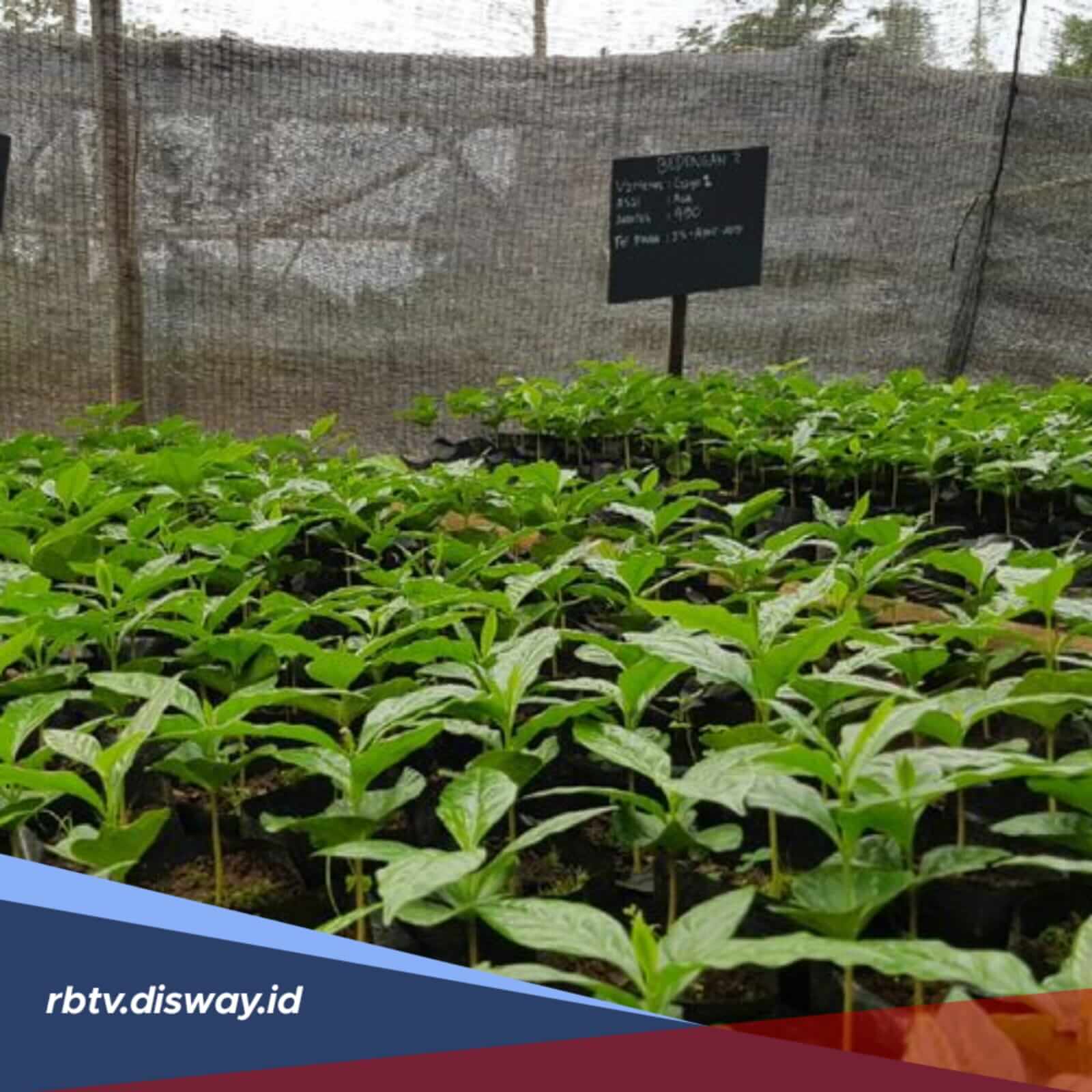 Tips Menanam Kopi Menggunakan Metode Pagar, Cepat Panen Cuan Datang