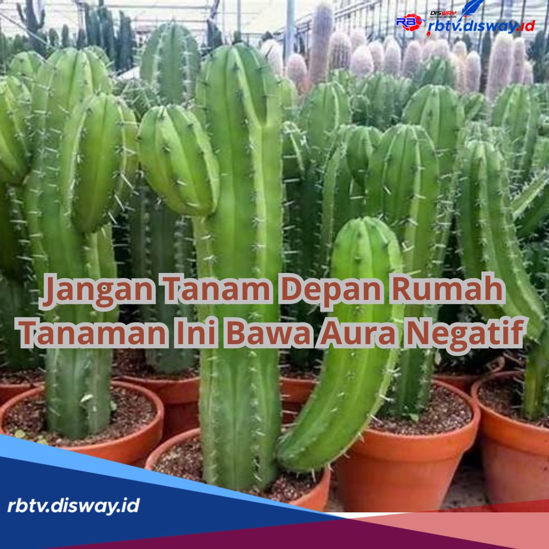 Jangan Coba Tanam di Depan Rumah! Konon 12 Jenis Tanaman Ini Bawa Aura Negatif dan Bisa Dilanda Nasib Buruk