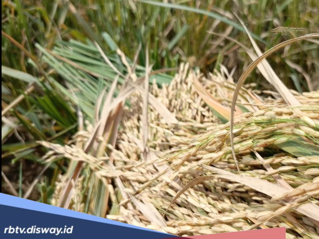 Bantuan untuk Petani di Kabupaten Kaur, Ada 800 Kilogram Benih Padi Gogo