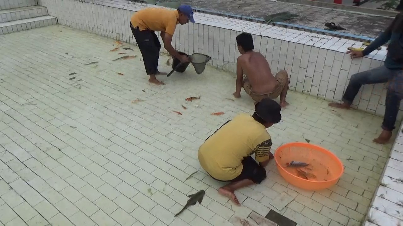 Dibangun dengan Anggaran Rp 700 Juta, Dewan Sorot Aset Kolam Renang jadi Peternakan Ikan