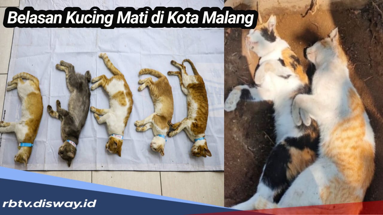 Rupanya Ini Penyebab Kucing Mati Massal di Kota Malang, Bagi yang Punya Anabul Harus Lebih Waspada 