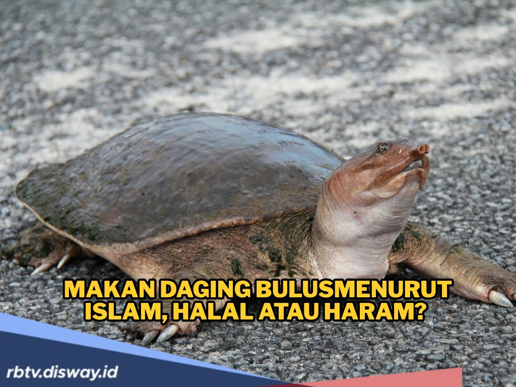 Halalkah Memakan Daging Bulus Menurut Islam? Ini Penjelasannya