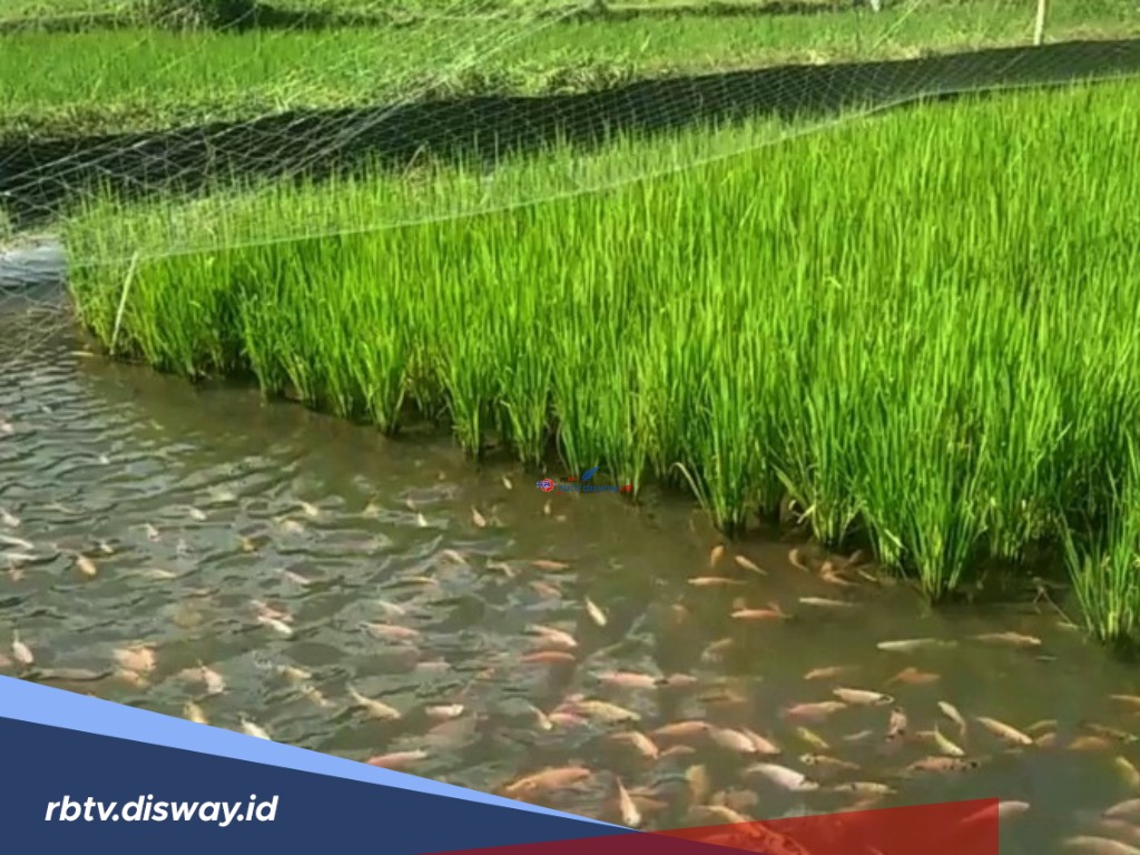 Fenomena Langkah, Ada Ratusan Ekor Ikan Hidup di Tengah Sawah, Padahal Kondisi Tanah Mengering