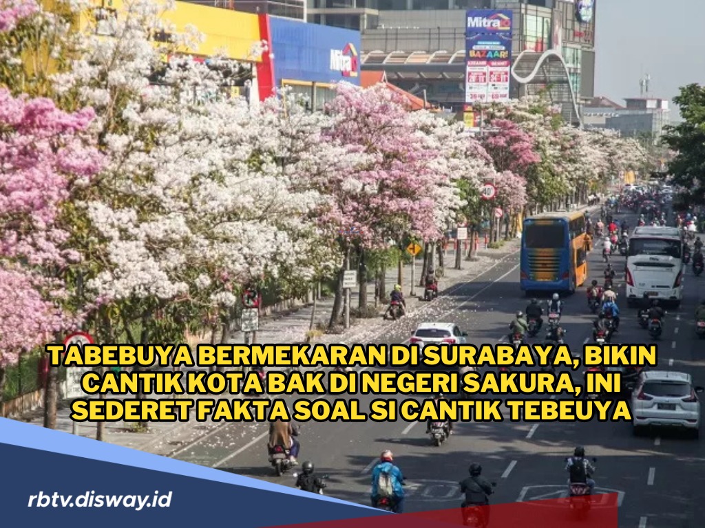 Berasa di Negeri Sakura, Ini Fakta Menarik Tentang Bunga Tabebuya yang Bermekaran di Surabaya