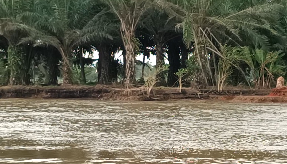 Ancaman Abrasi Makin Nyata, 75 Hektare Sawah di Seluma Terendam Banjir Rob