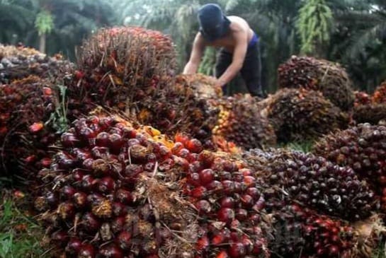 Jelang Idul Fitri, Harga TBS Kelapa Sawit di Bengkulu Turun