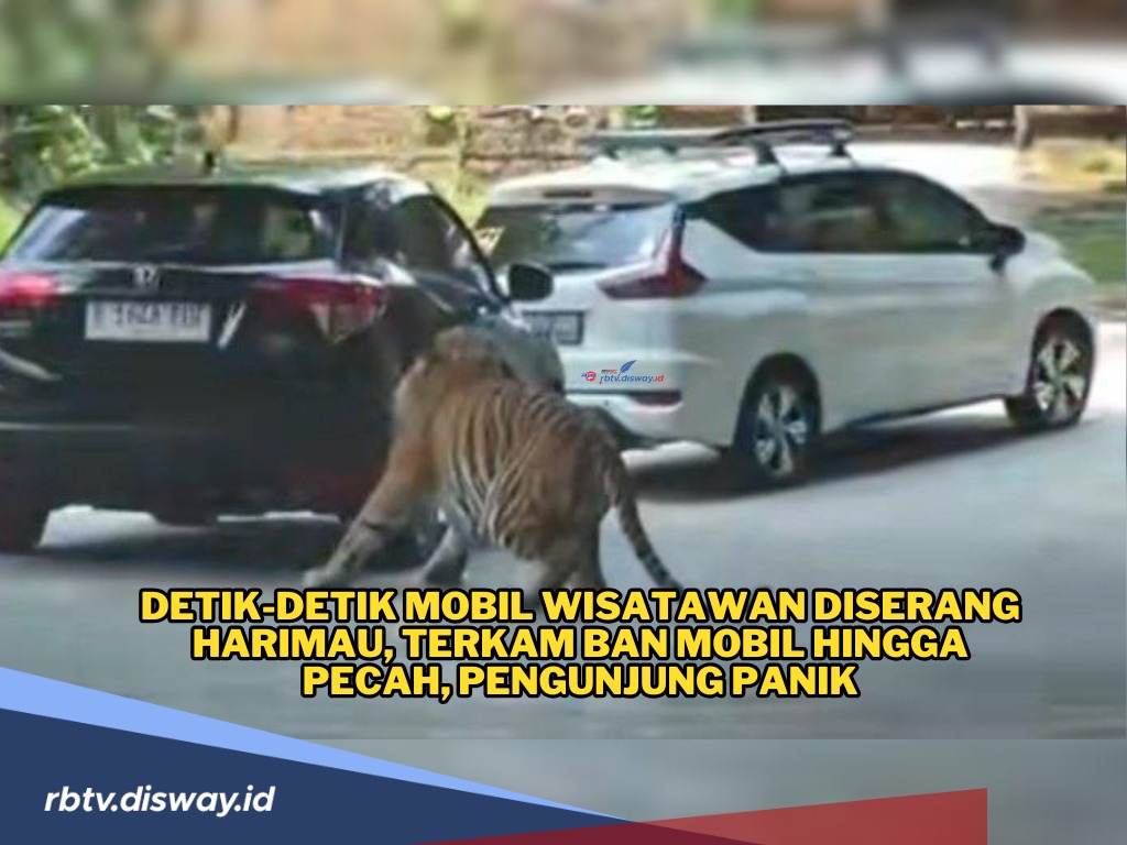 Pengunjung Panik, Ada Mobil Wisatawan Diserang Harimau di Taman Safari Bogor, Ban Mobil Pecah