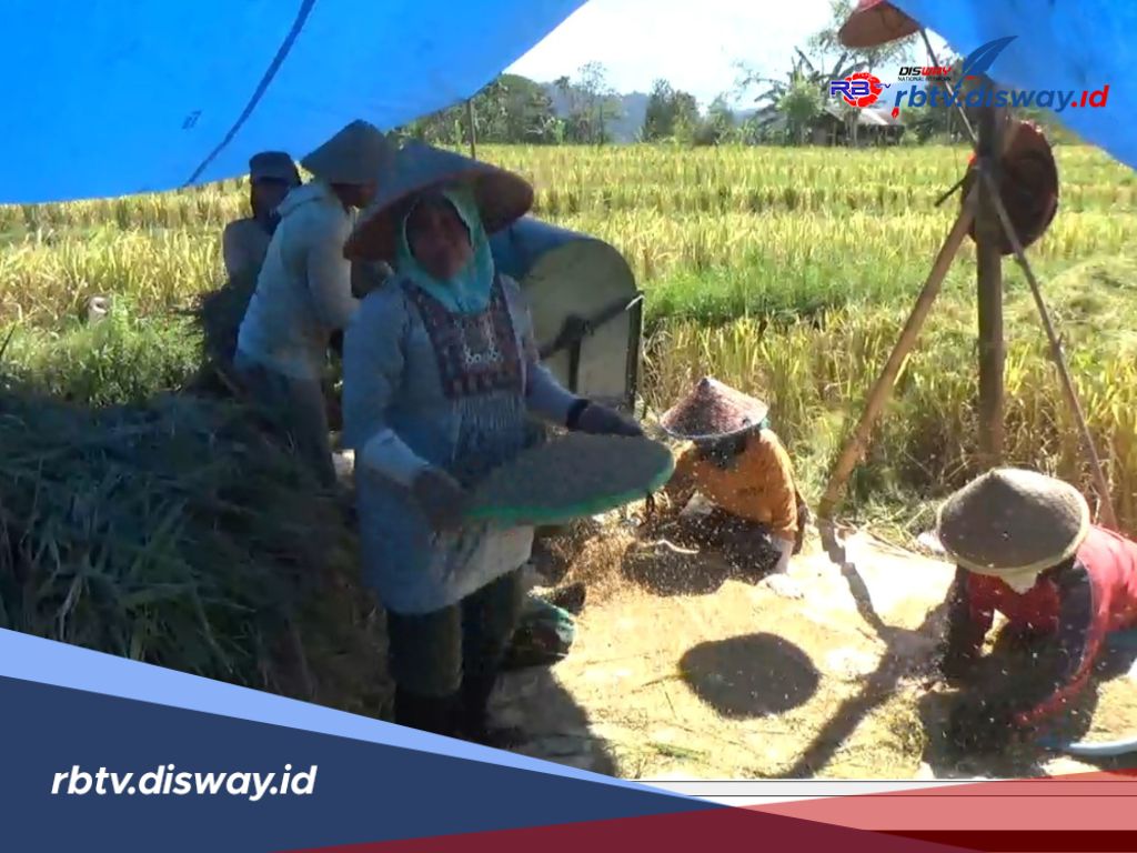 Produktivitas Menurun, Hasil Panen Petani di Bengkulu Utara Dinilai Jauh dari Ideal