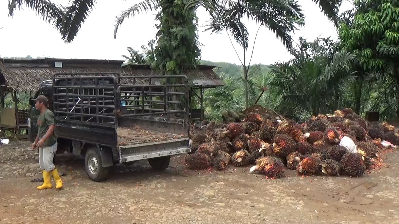 Kabar Gembira untuk Petani Sawit, Harga TBS Bulan Juli Naik