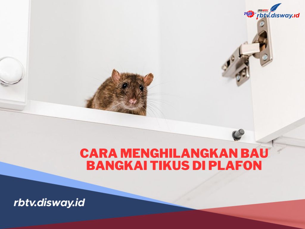 6 Cara Ampuh Menghilangkan Bau Bangkai Tikus di Plafon Rumah, Buktikan Sendiri