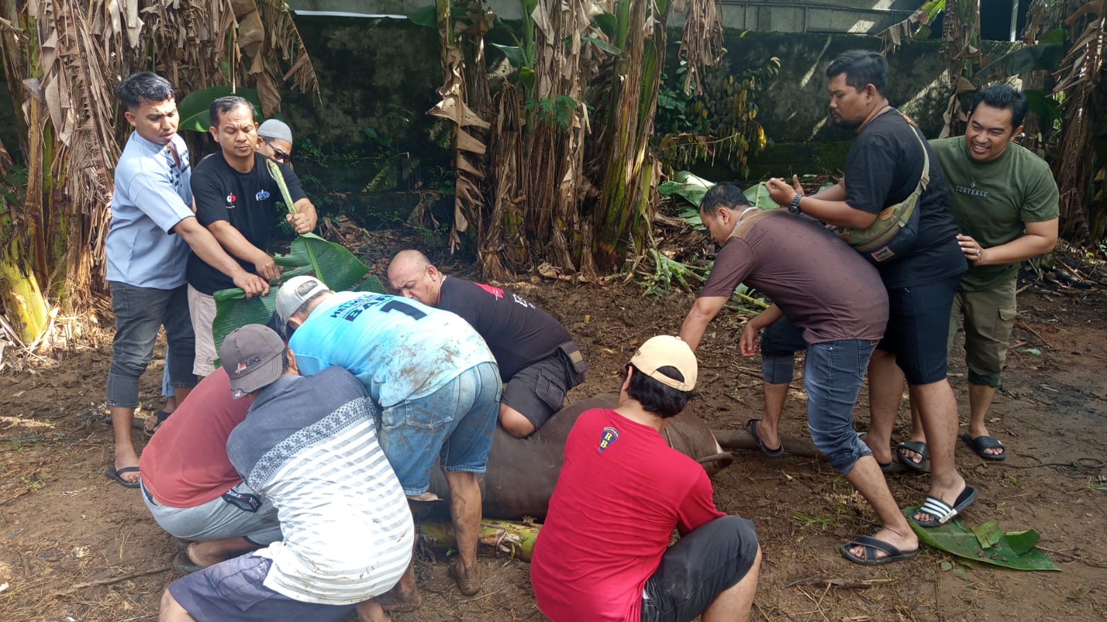 Kurban Idul Adha 2025 Karyawan Rakyat Bengkulu Media Grup